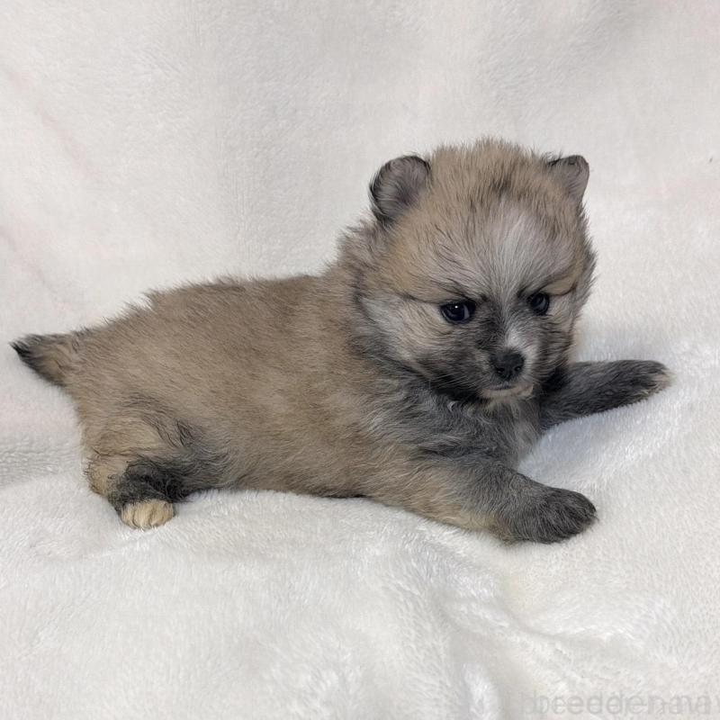 販売中の山口県のポメラニアン-438121の2枚目