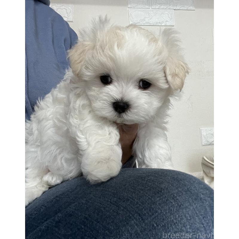 販売中の滋賀県のマルチーズ-430675の33枚目