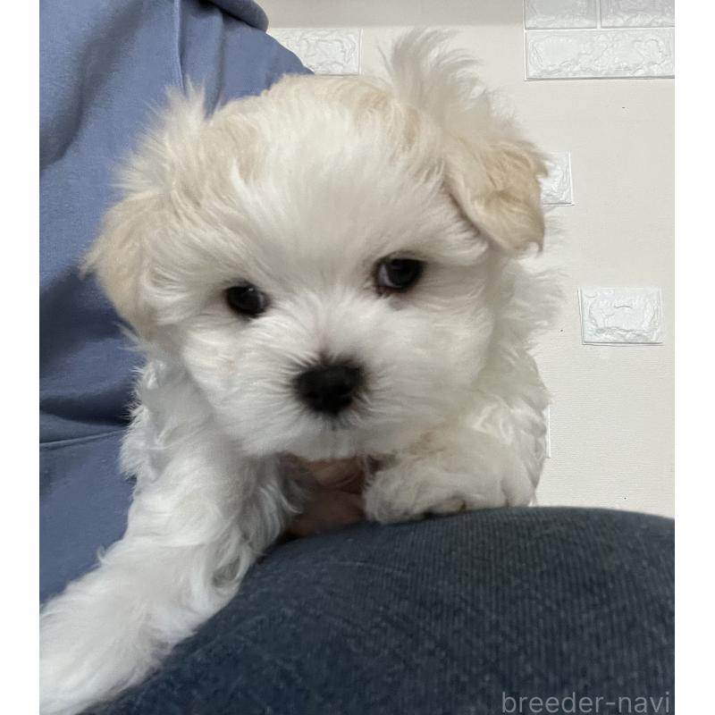 販売中の滋賀県のマルチーズ-430675の31枚目