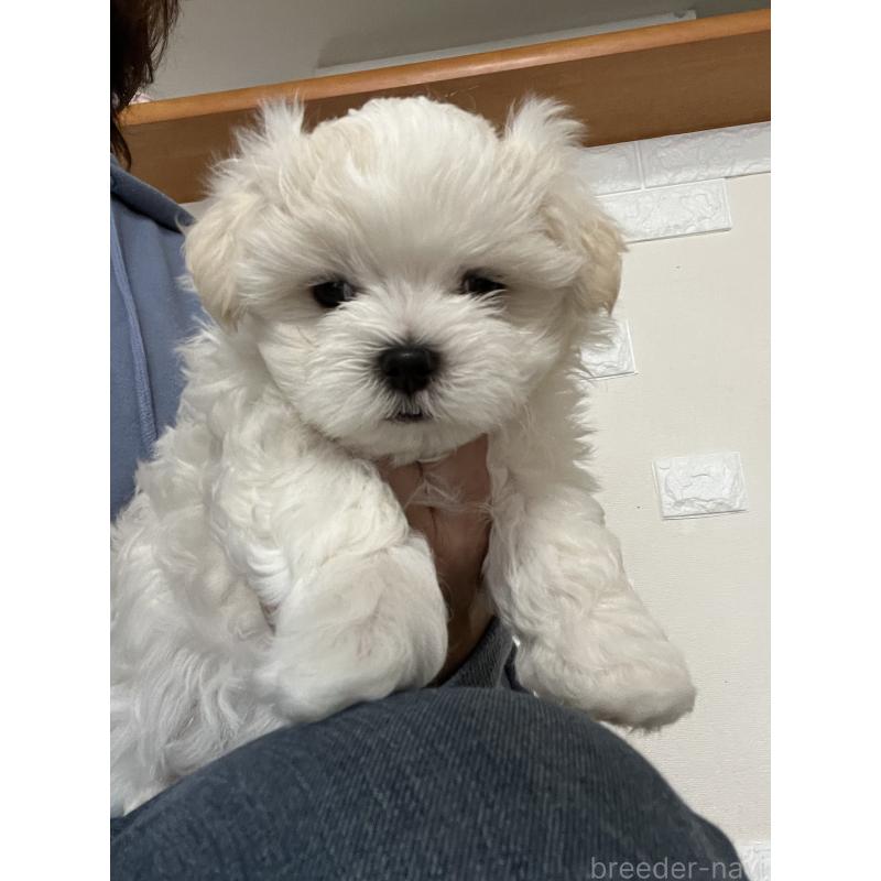 販売中の滋賀県のマルチーズ-430675の30枚目