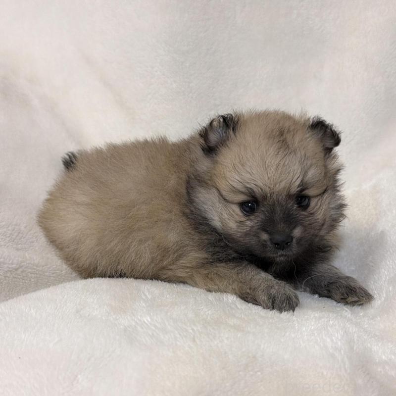 販売中の山口県のポメラニアン-438122の3枚目