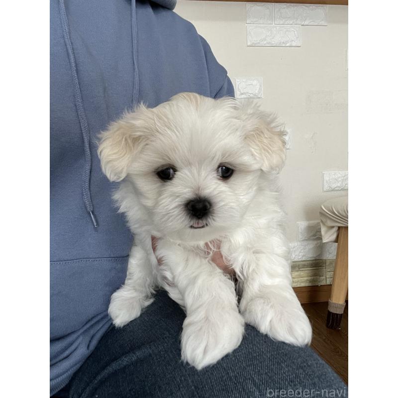 商談中の滋賀県のマルチーズ-430679の26枚目