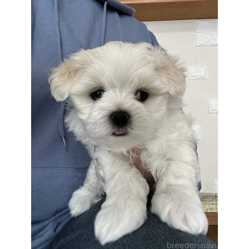 商談中の滋賀県のマルチーズ-430679の25枚目