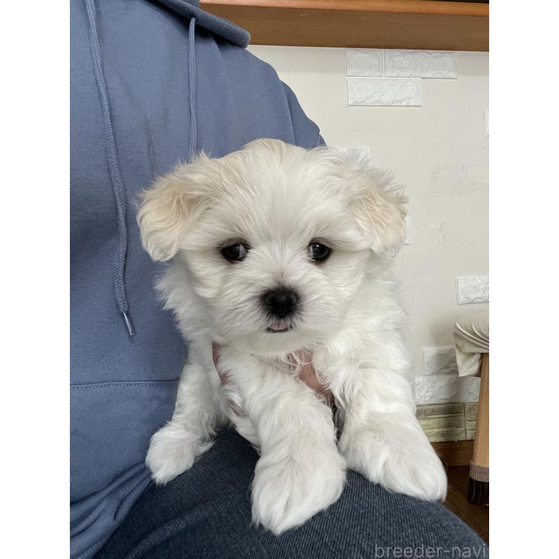 商談中の滋賀県のマルチーズ-430679の24枚目