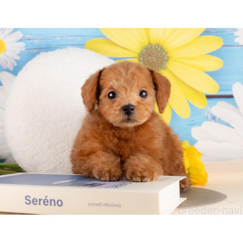 販売中の愛知県のトイプードル-437618の5枚目