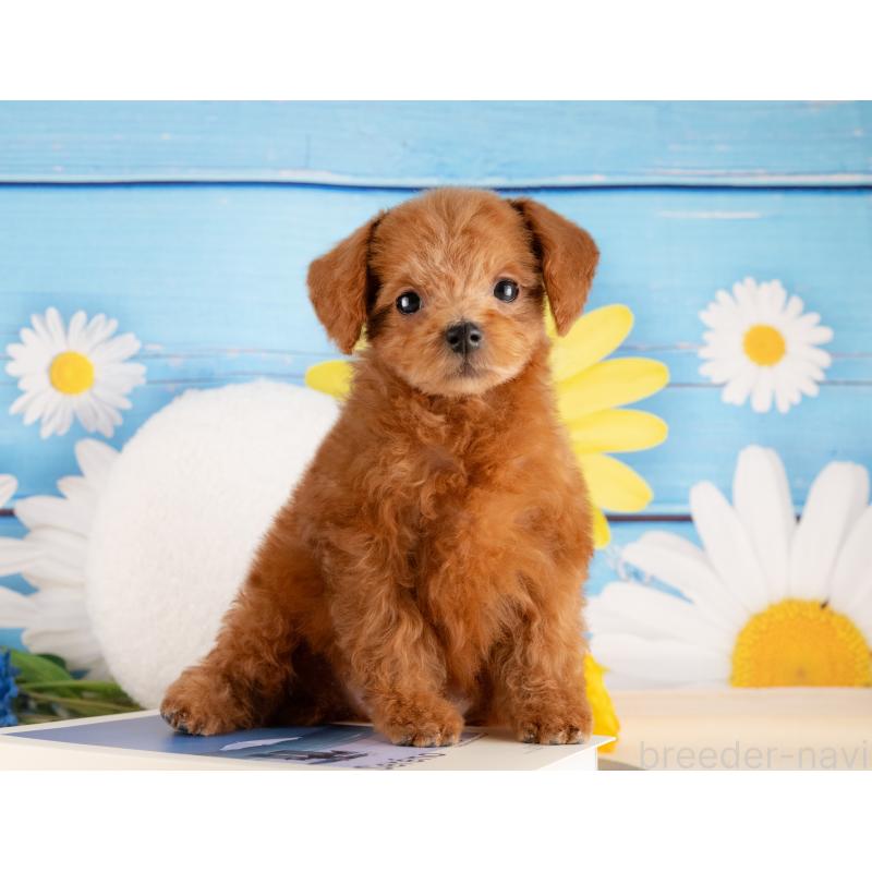 販売中の愛知県のトイプードル-437618の4枚目