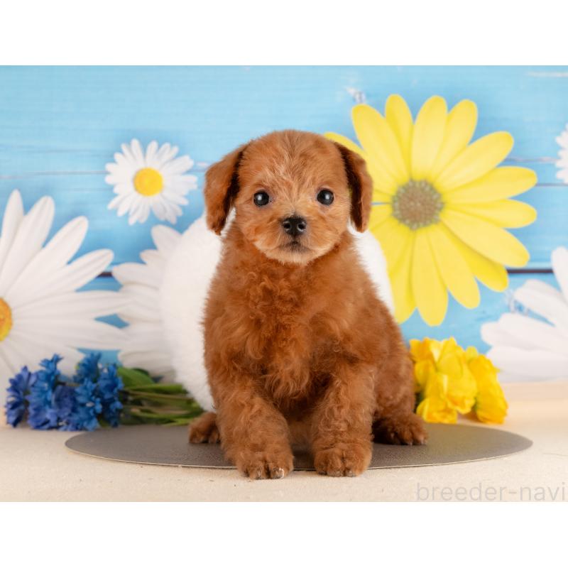 販売中の愛知県のトイプードル-437618の3枚目