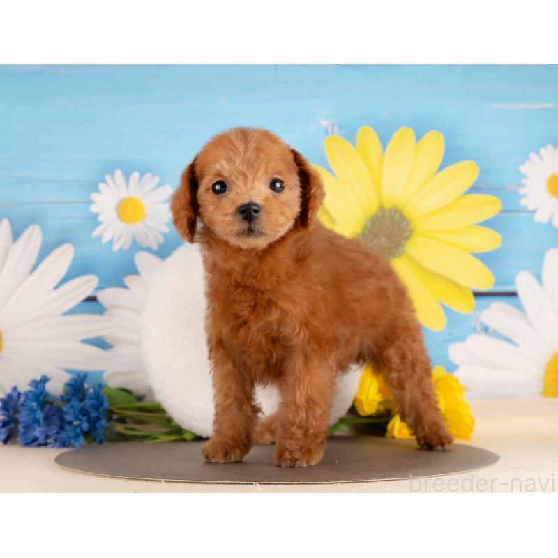 販売中の愛知県のトイプードル-437618の2枚目