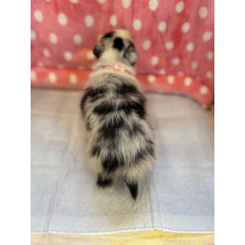 成約済の静岡県のシェットランドシープドッグ(シェルティ)-435235の14枚目