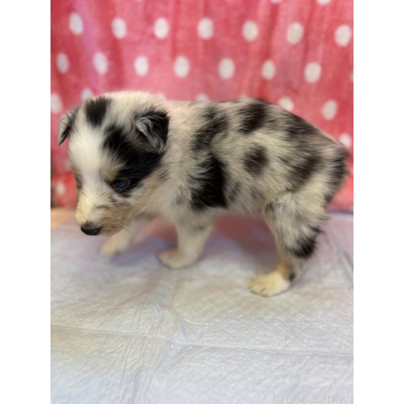 成約済の静岡県のシェットランドシープドッグ(シェルティ)-435235の13枚目