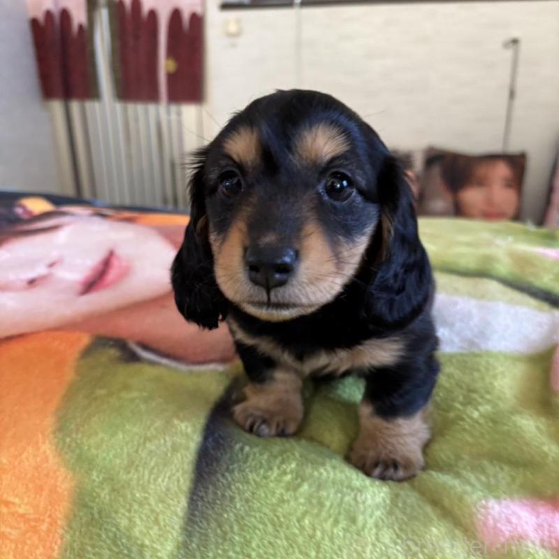 販売中の愛知県のミニチュアダックスフンド(ロングヘアード)-438123の1枚目