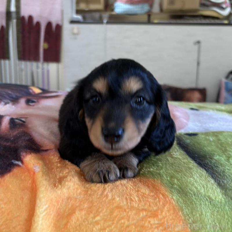 販売中の愛知県のミニチュアダックスフンド(ロングヘアード)-438123の3枚目