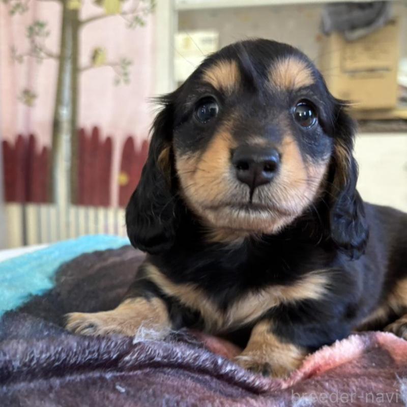 販売中の愛知県のミニチュアダックスフンド(ロングヘアード)-438123の2枚目