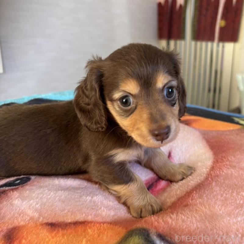 販売中の愛知県のミニチュアダックスフンド(ロングヘアード)-438124