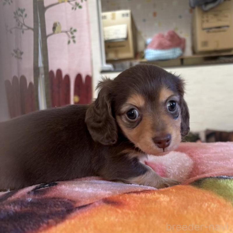 販売中の愛知県のミニチュアダックスフンド(ロングヘアード)-438124の3枚目