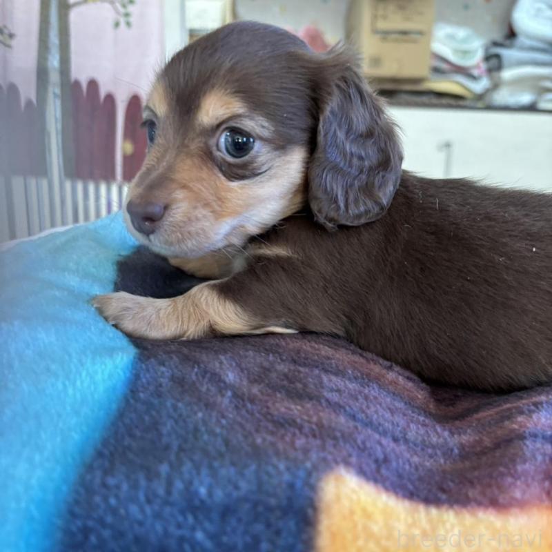 販売中の愛知県のミニチュアダックスフンド(ロングヘアード)-438124の2枚目