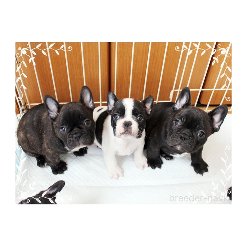 成約済の神奈川県のフレンチブルドッグ-434382の3枚目