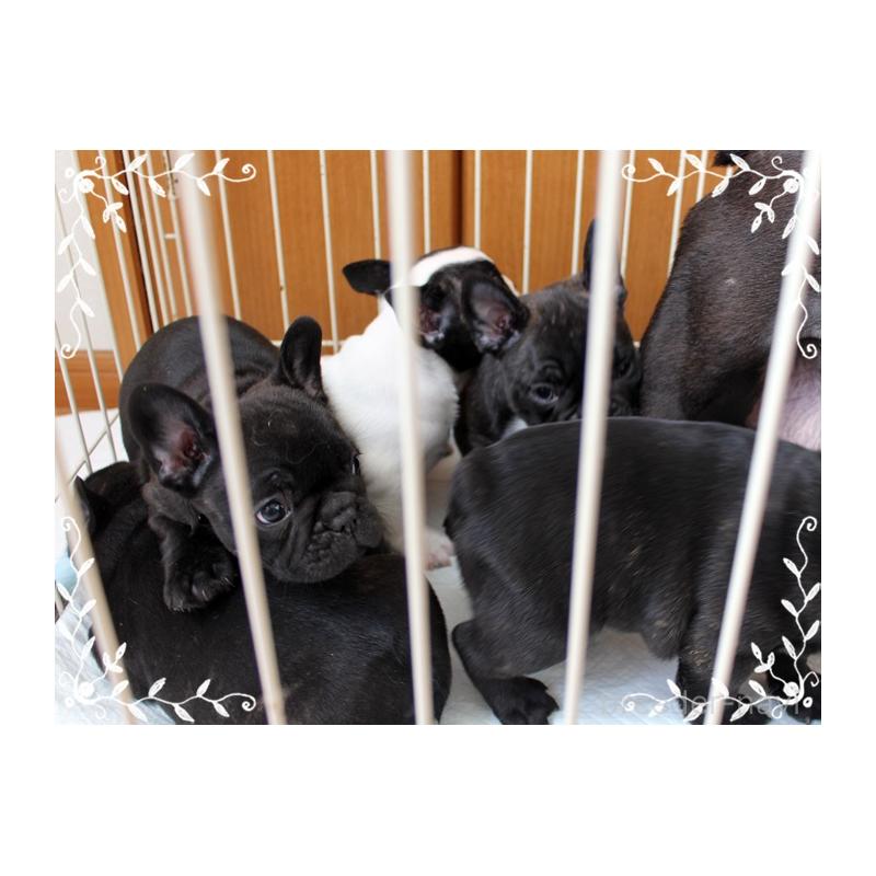 成約済の神奈川県のフレンチブルドッグ-435002の2枚目