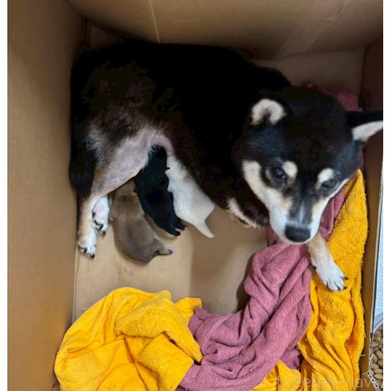 販売中の鹿児島県の豆柴-438040の2枚目