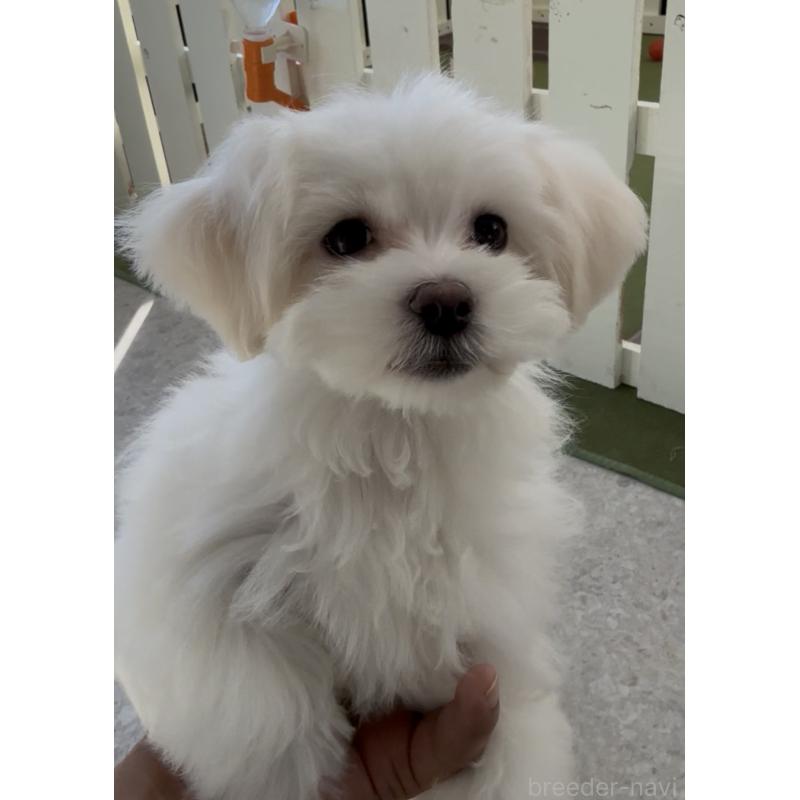 販売中の福岡県のミックス犬-423751の5枚目