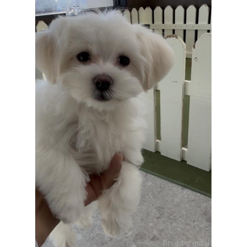 販売中の福岡県のミックス犬-423751の4枚目