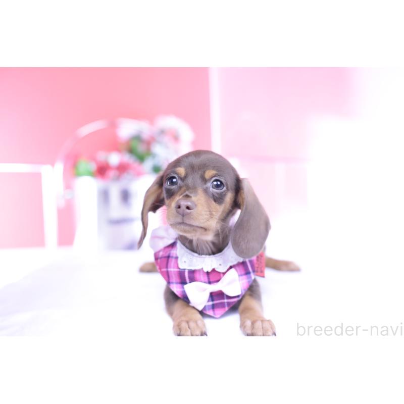 販売中の愛知県のカニンヘンダックスフンド(スムースヘアード)-432005の15枚目