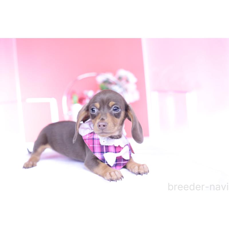 販売中の愛知県のカニンヘンダックスフンド(スムースヘアード)-432005の12枚目