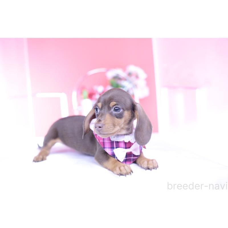 販売中の愛知県のカニンヘンダックスフンド(スムースヘアード)-432005の11枚目