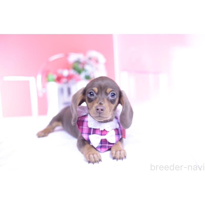 販売中の愛知県のカニンヘンダックスフンド(スムースヘアード)-432005の9枚目