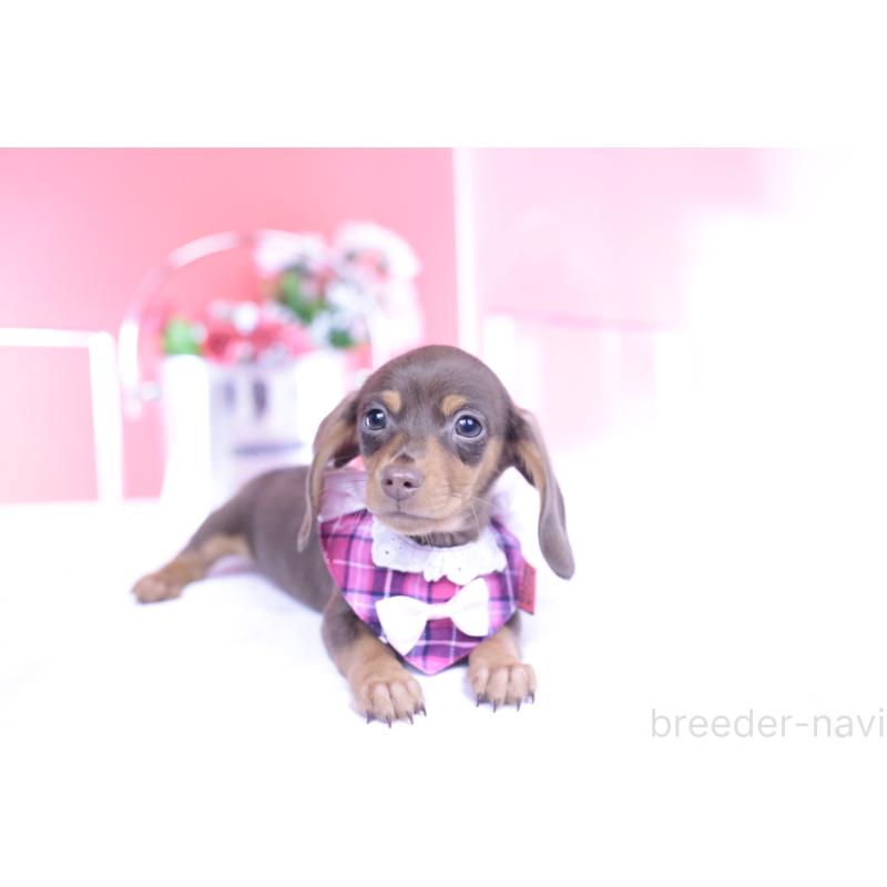 販売中の愛知県のカニンヘンダックスフンド(スムースヘアード)-432005の7枚目