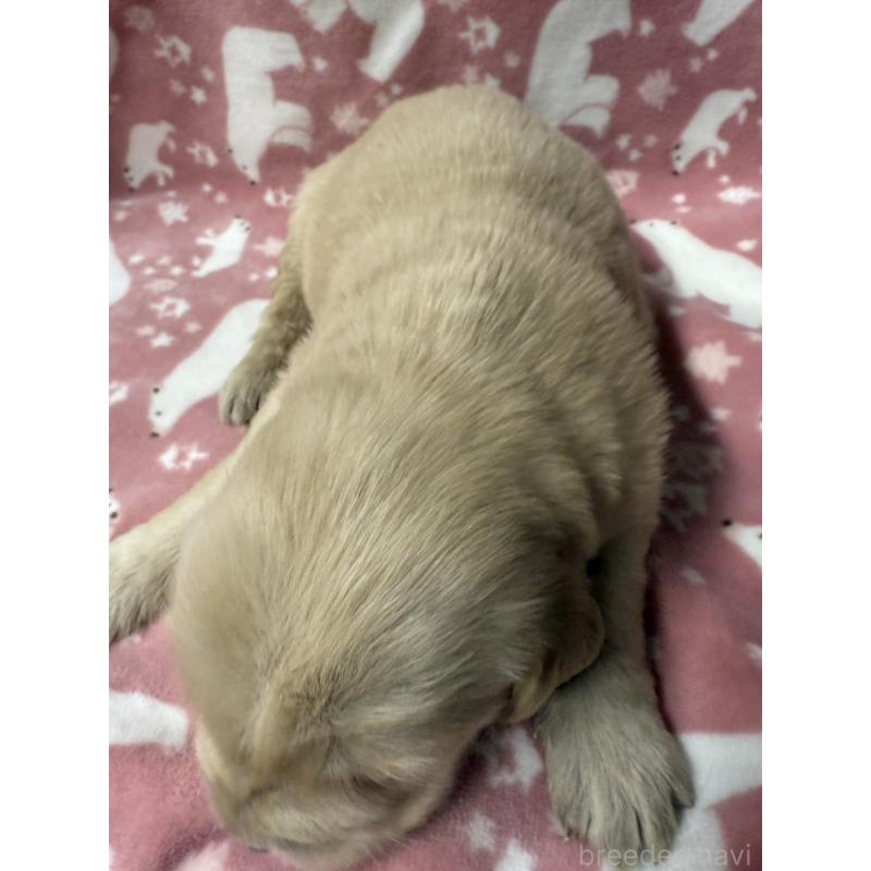 販売中の長野県のゴールデンレトリーバー-438126の6枚目