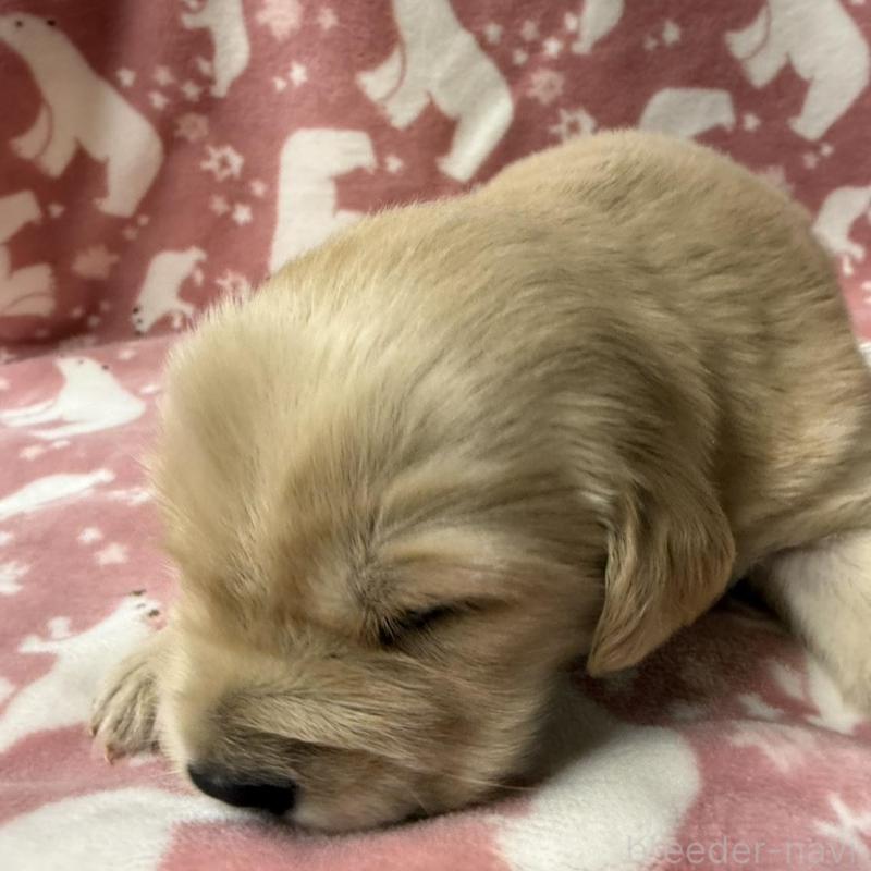 販売中の長野県のゴールデンレトリーバー-438126の5枚目