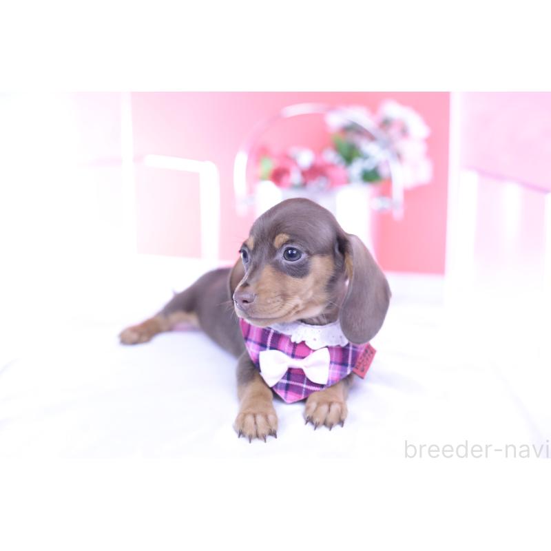 販売中の愛知県のカニンヘンダックスフンド(スムースヘアード)-432005の2枚目