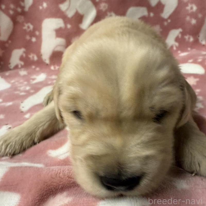 販売中の長野県のゴールデンレトリーバー-438126の3枚目