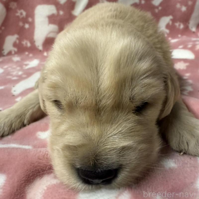 販売中の長野県のゴールデンレトリーバー-438126