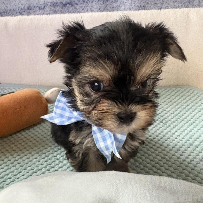 販売中の滋賀県のマルキー:マルチーズ×ヨークシャーテリア-436444