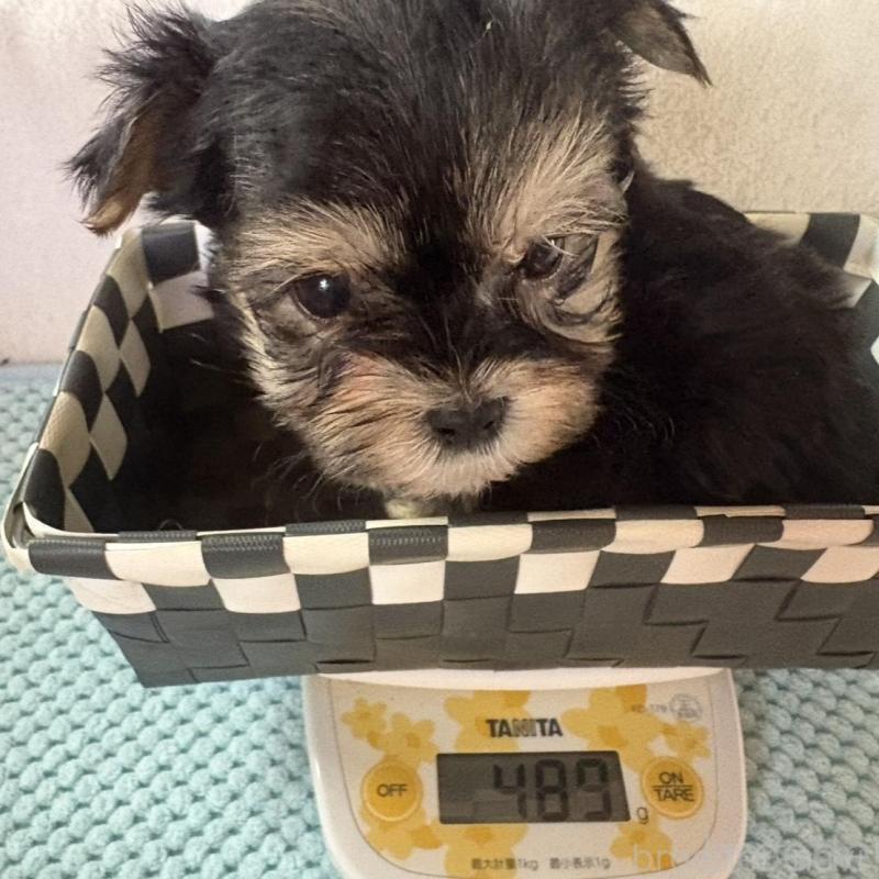 成約済の滋賀県のマルキー:マルチーズ×ヨークシャーテリア-436444の4枚目