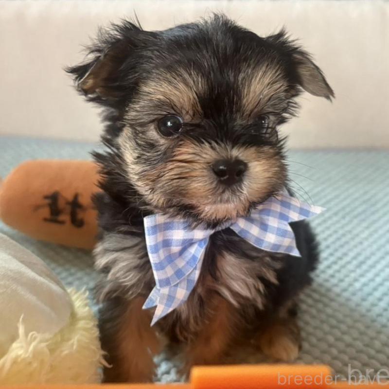 成約済の滋賀県のマルキー:マルチーズ×ヨークシャーテリア-436444の3枚目