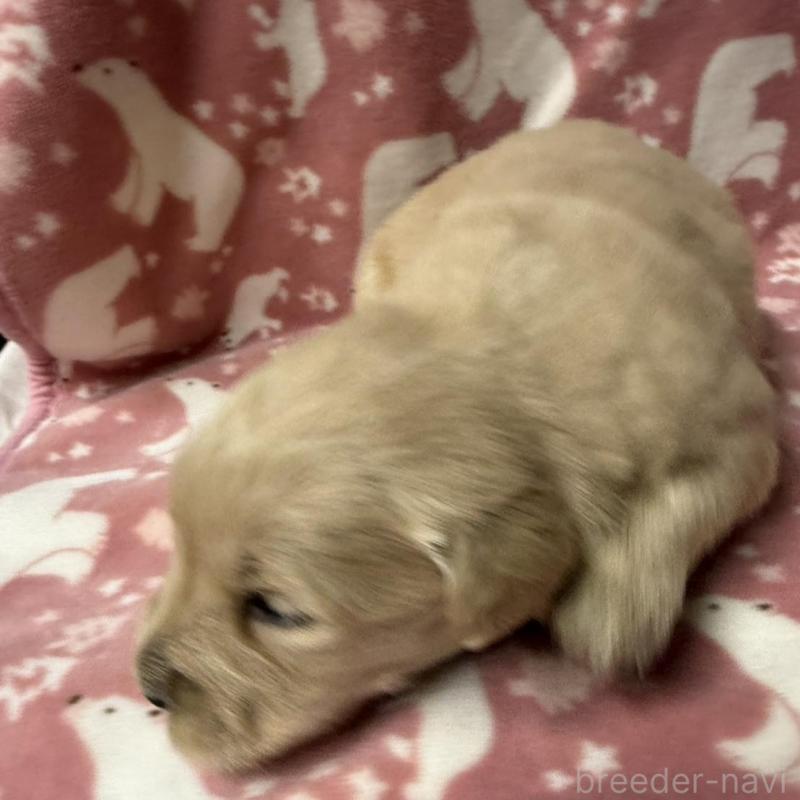 販売中の長野県のゴールデンレトリーバー-438127の11枚目