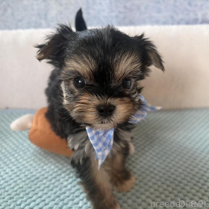 成約済の滋賀県のマルキー:マルチーズ×ヨークシャーテリア-436444の2枚目