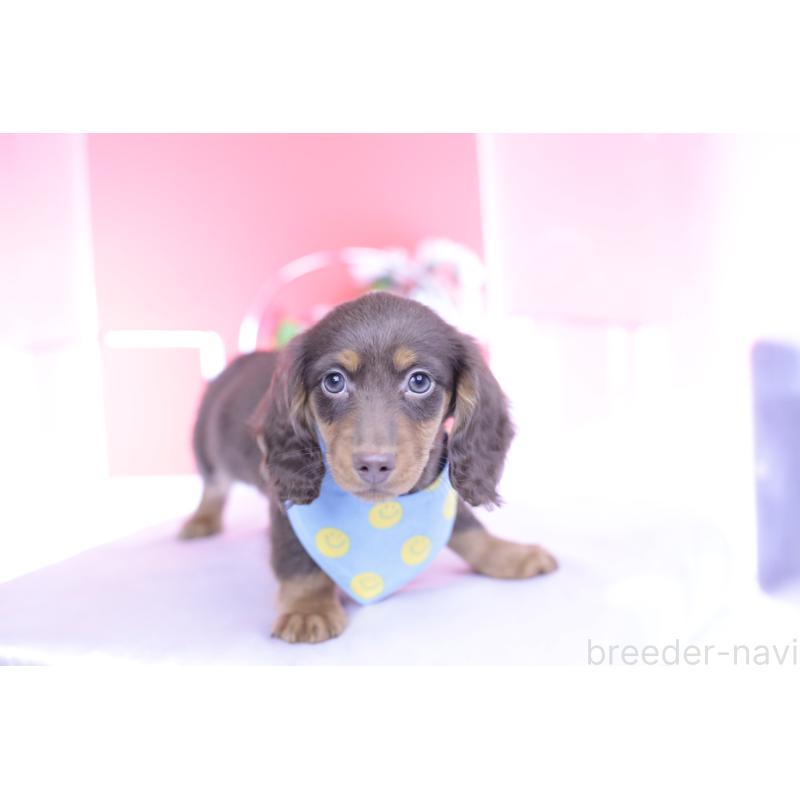 商談中の愛知県のカニンヘンダックスフンド(ロングヘアード)-432006の14枚目