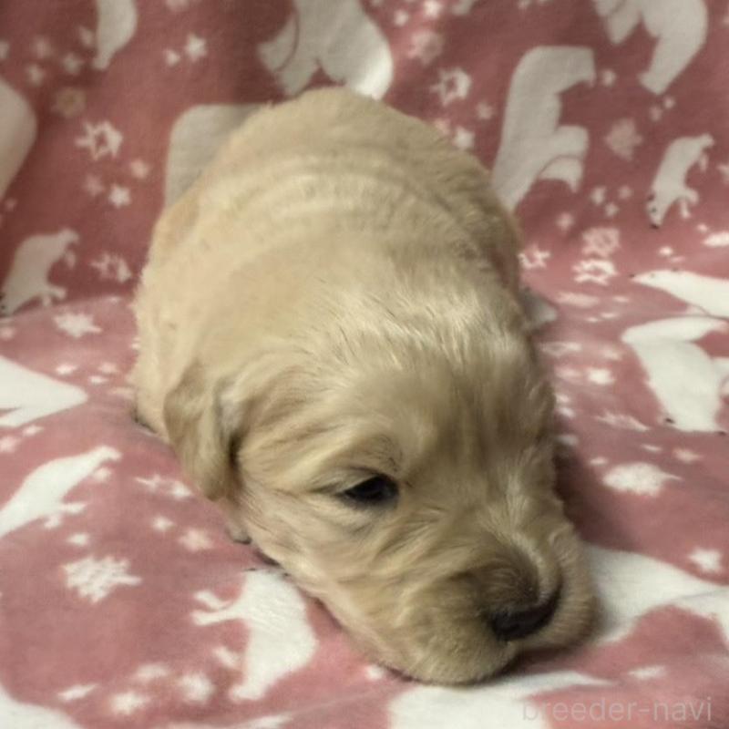 販売中の長野県のゴールデンレトリーバー-438127の10枚目