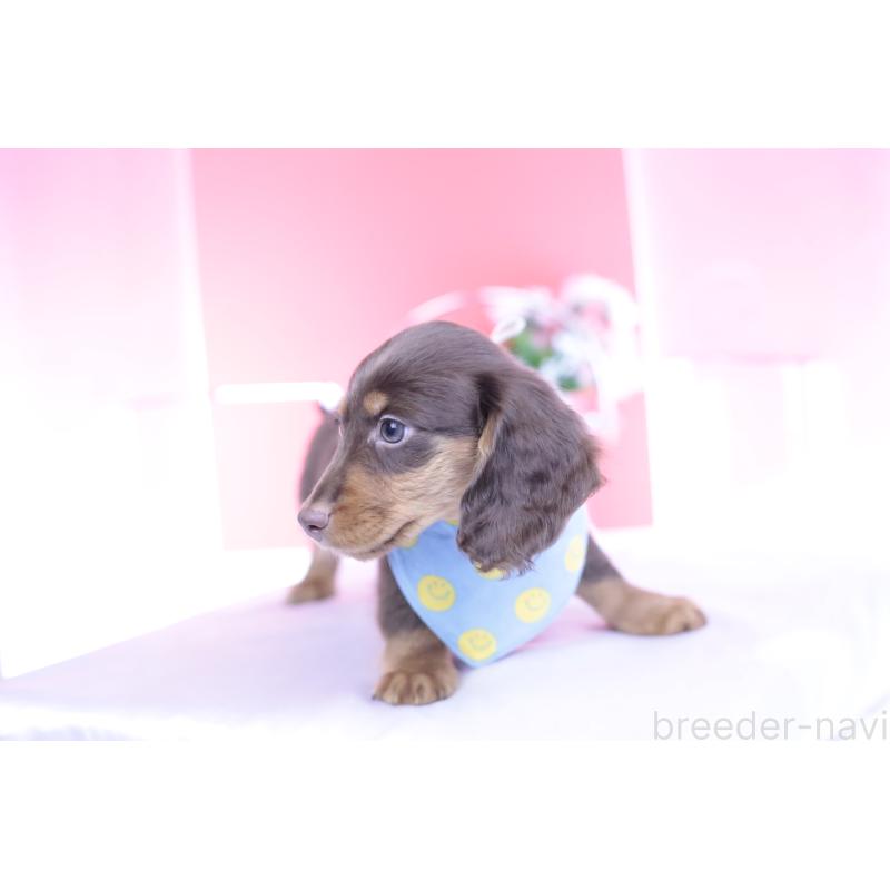 商談中の愛知県のカニンヘンダックスフンド(ロングヘアード)-432006の13枚目