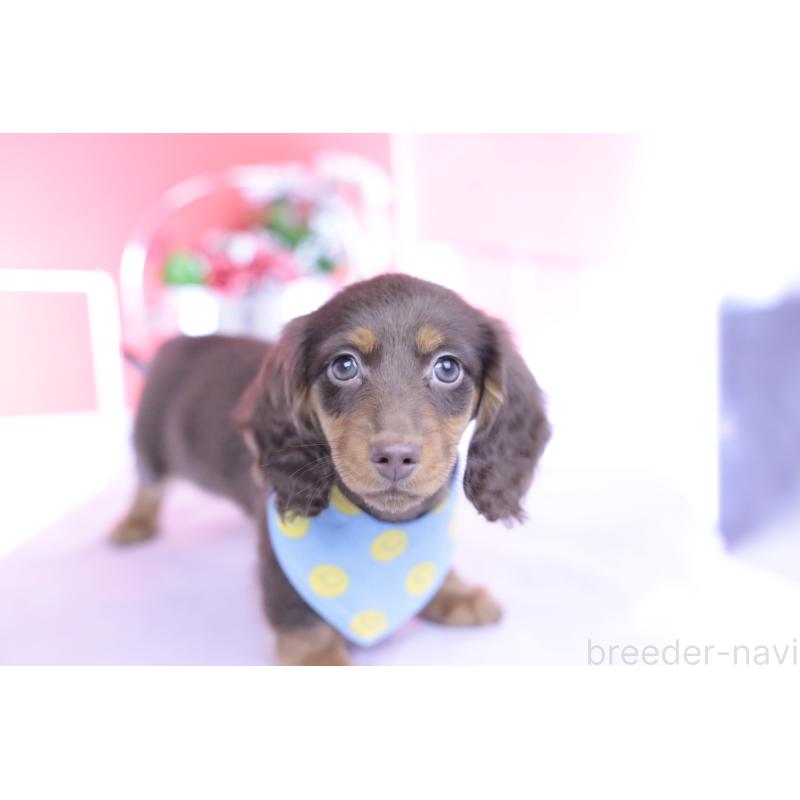 商談中の愛知県のカニンヘンダックスフンド(ロングヘアード)-432006の12枚目