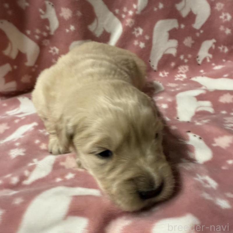 販売中の長野県のゴールデンレトリーバー-438127の9枚目