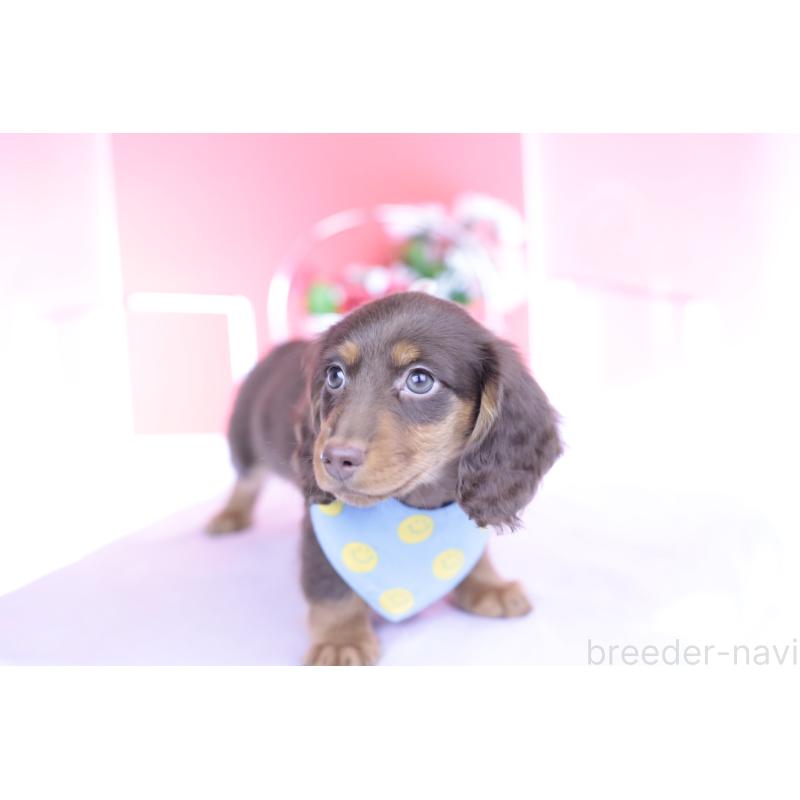 商談中の愛知県のカニンヘンダックスフンド(ロングヘアード)-432006の11枚目