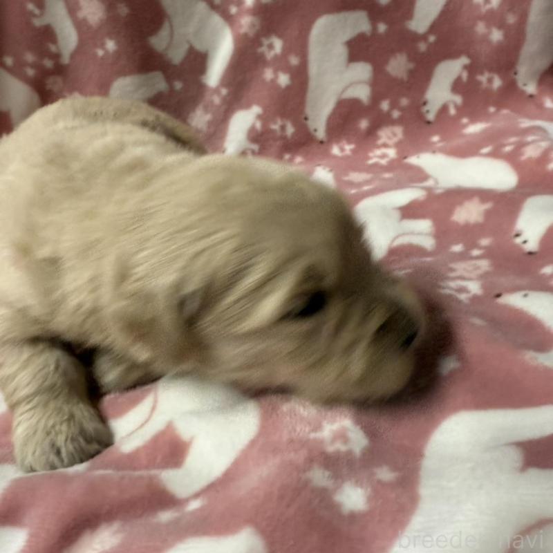 販売中の長野県のゴールデンレトリーバー-438127の8枚目