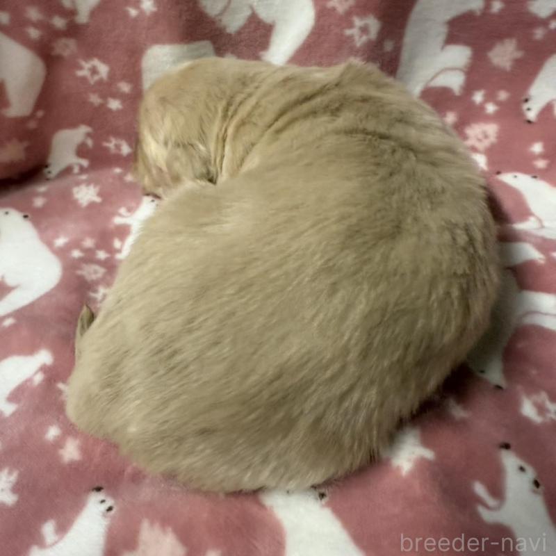 販売中の長野県のゴールデンレトリーバー-438127の7枚目