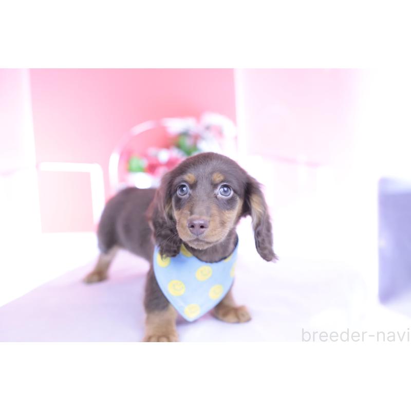 商談中の愛知県のカニンヘンダックスフンド(ロングヘアード)-432006の9枚目