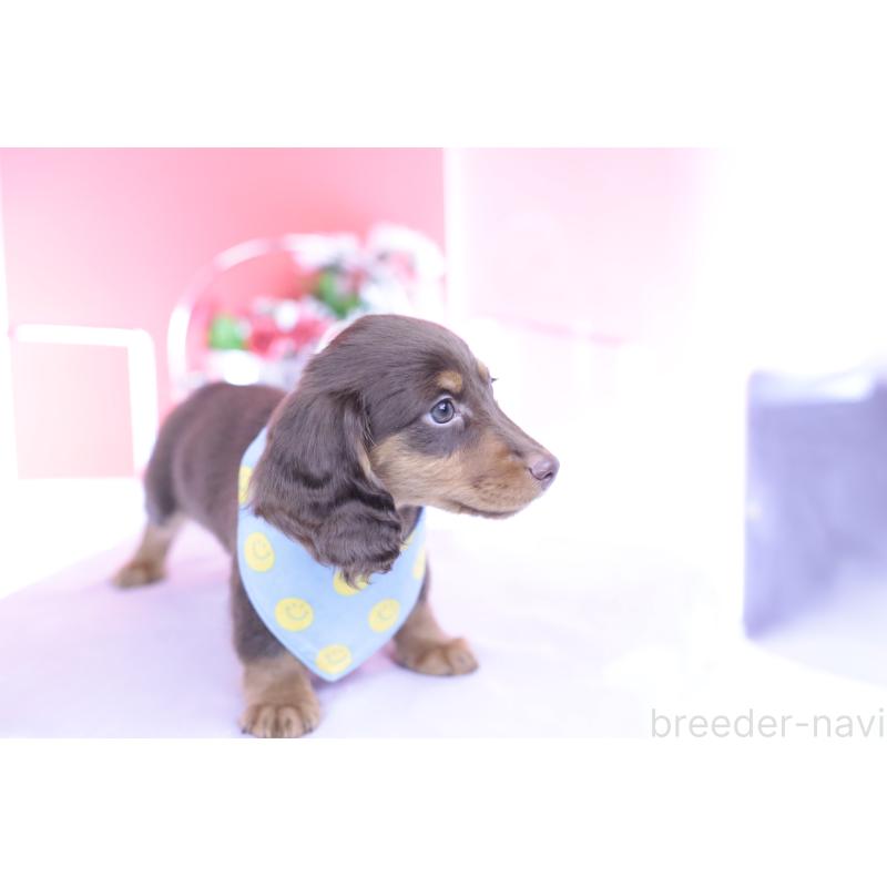 商談中の愛知県のカニンヘンダックスフンド(ロングヘアード)-432006の8枚目